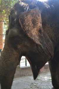 Close-up of elephant