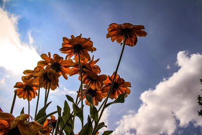 Low angle view of flowering plant against sky