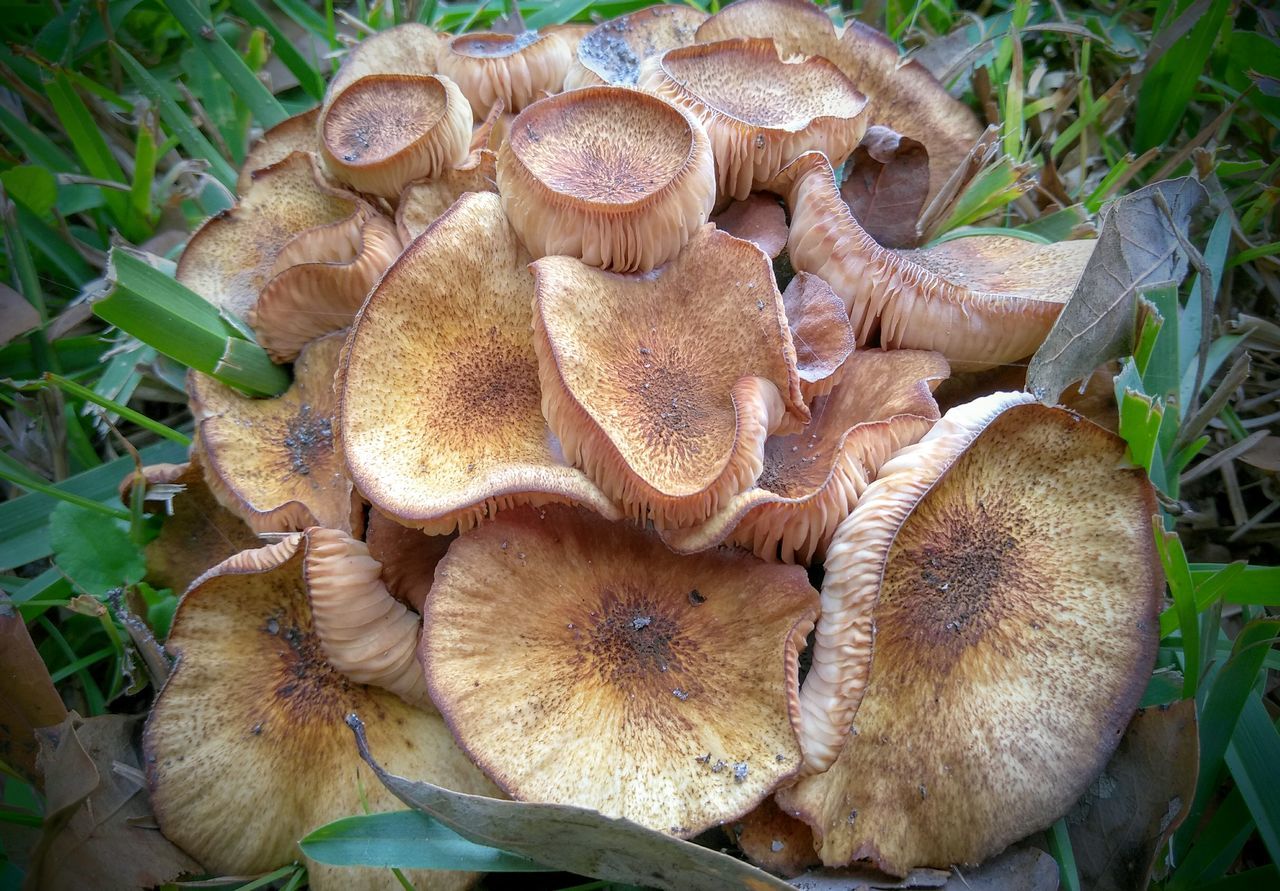 Family fungi