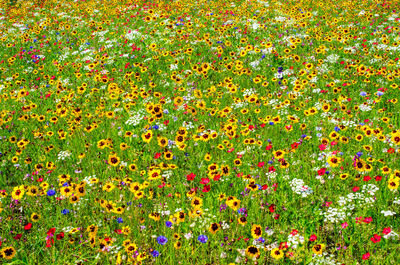 Full frame shot of multi colored flowering plants