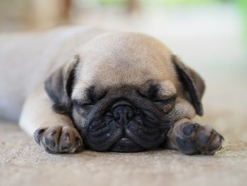 Close-up of dog sleeping