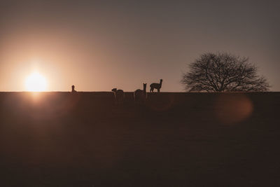 Silhouette mammals standing on landscape against sky during sunset