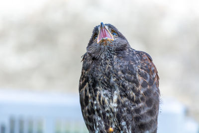 Close-up of bird