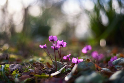 Close-up of pink crocus flowers on field