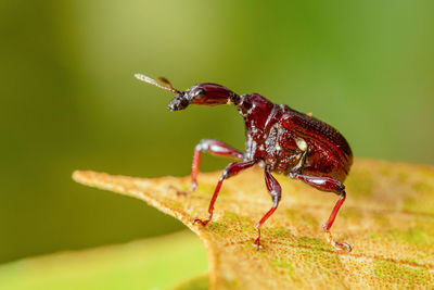 Close-up of insect