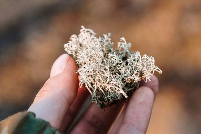 Close-up of hand holding plant