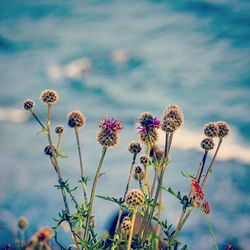 Low angle view of flowers against sky