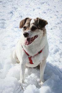 Dog sitting on snow