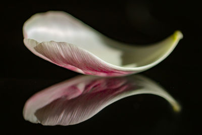 Close-up of pink flower against black background