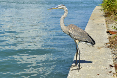 High angle view of gray heron on beach