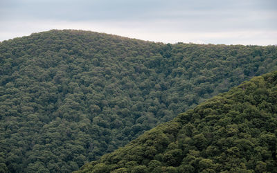Scenic view of forest against sky