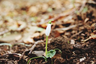 Close-up of white flower growing on field