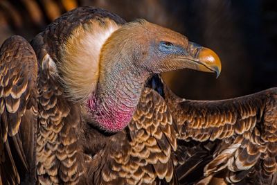 Close-up of eagle