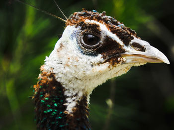 Close-up of owl