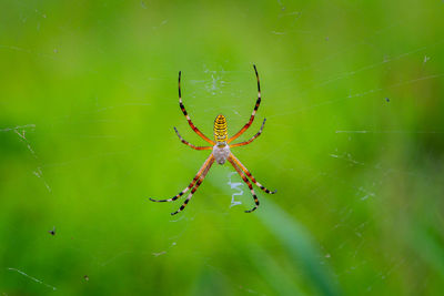 Close-up of spider on web