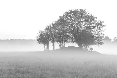 Tree on field against sky