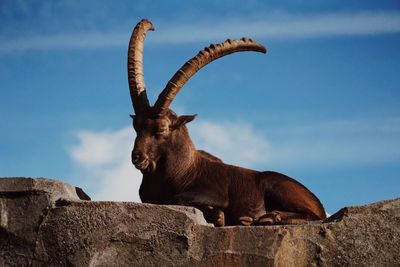 Low angle view of male goat on rock against sky. great climbers. 