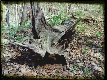 Tree trunk in forest