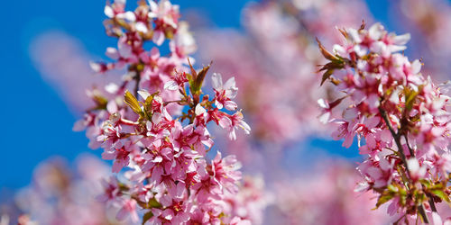 Close-up of purple cherry blossom