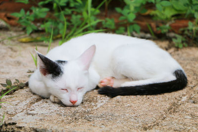 Close-up of cat sleeping