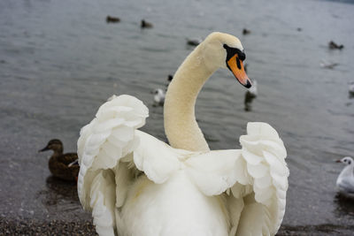 Swan floating on lake