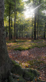 Trees in forest