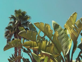 Low angle view of coconut palm trees against clear sky