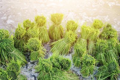 High angle view of palm trees growing on field