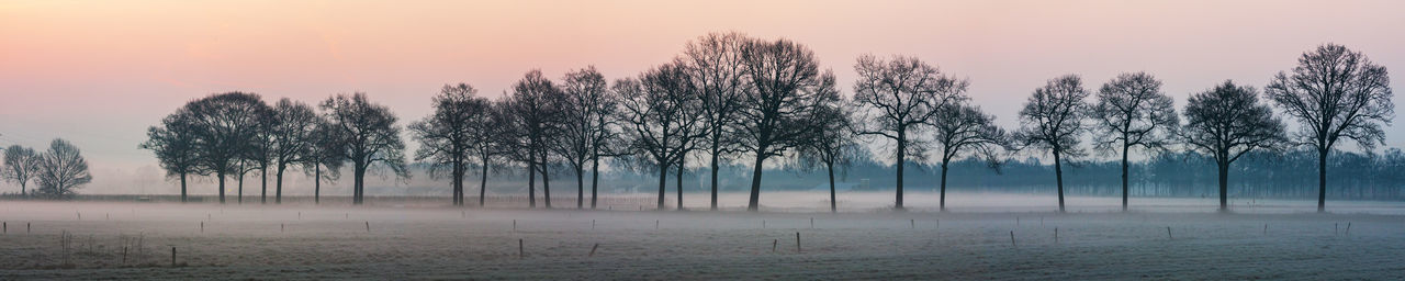 Trees on field against sky during sunset