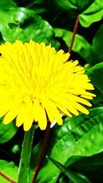 Close-up of yellow flowering plant