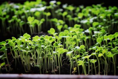 Close-up of fresh green plants