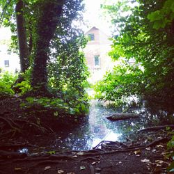 River amidst trees in forest