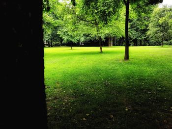 Trees growing on field