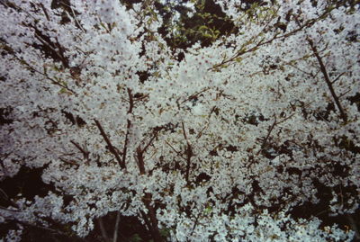 Close-up of flowers on tree