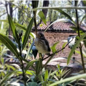 Bird perching on grass