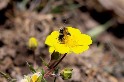 Close-up of butterfly pollinating on flower