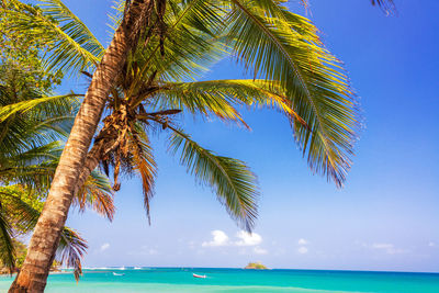 Palm trees growing by caribbean sea against blue sky
