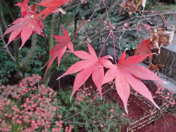 Close-up of leaves