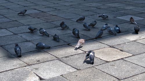 High angle view of birds perching on street