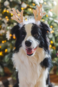 Close-up portrait of a dog