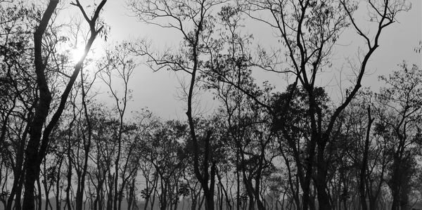 Low angle view of bare trees against sky