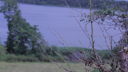 Close-up of grass