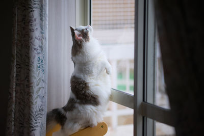 Close-up of cat looking through window at home