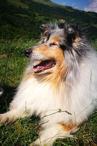 Dog looking away on field