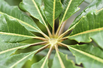 Close-up of plant