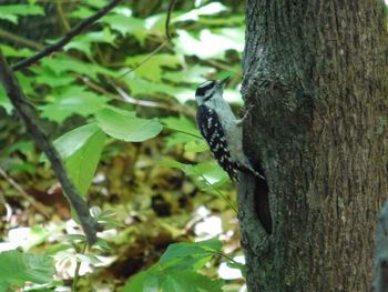 Bird perching on tree trunk