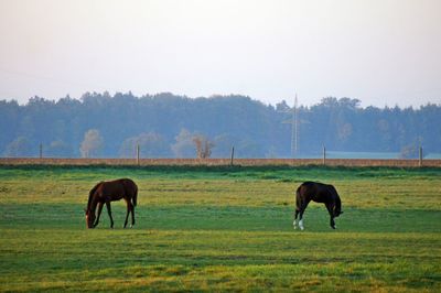 Horses grazing in a field