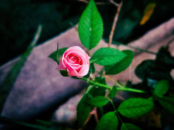 Close-up of pink rose