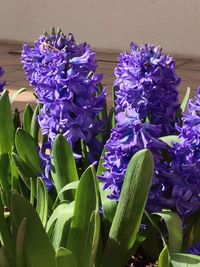 Close-up of purple flowers