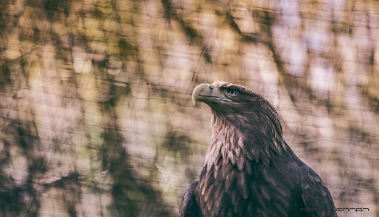 CLOSE-UP OF HAWK